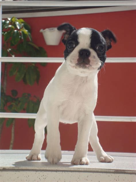 Deniro little maltese knight from charuzian (imp mlt). #bostonterrier Suki, splash (white) boston terrier ...