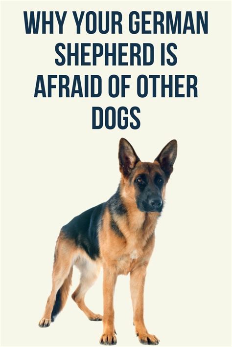 Why Is My German Shepherd Afraid Of Other Dogs German Shepherd