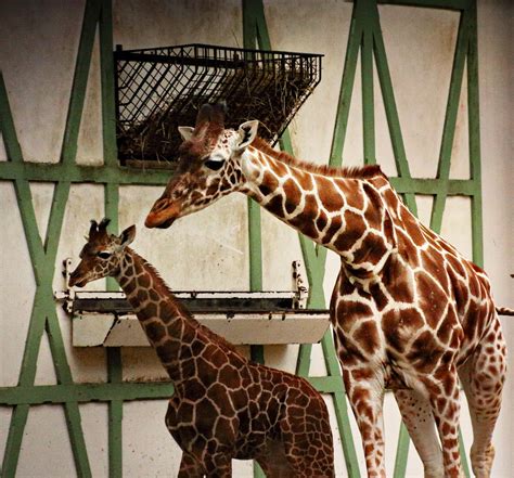 Giraff Giraffunge Baby Mamma Och Gratis Foto På Pixabay Pixabay