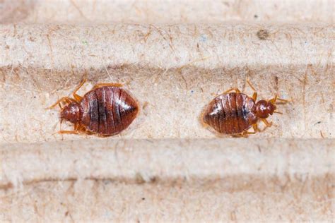 What Is The Best Treatment For Bed Bugs Sponsored