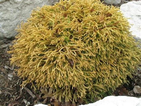 It is a very compact. Thuja occidentalis 'Golden Tuffet' | Vegetal
