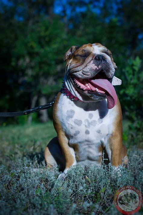 However, harnesses are considered to be much more safe in wearing for too much active and disobedient dogs. English Bulldog 2 Rows of Spikes Pink Leather Dog Collar ...