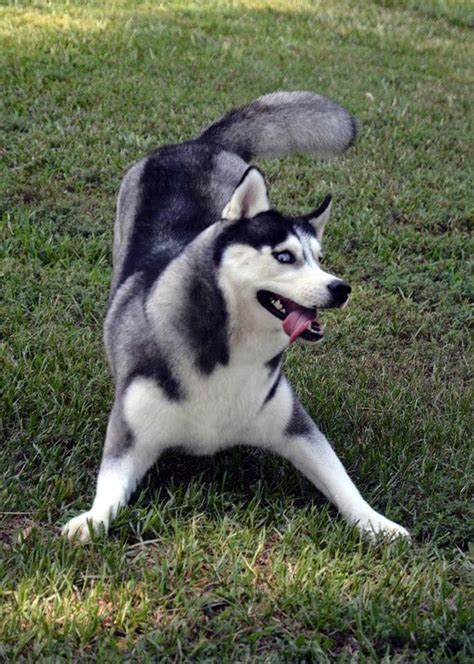 1000 Images About Husky On Pinterest Siberian Huskies Siberian