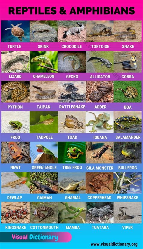 Reptiles And Amphibians Helpful List Of 35 Names Of Reptiles And
