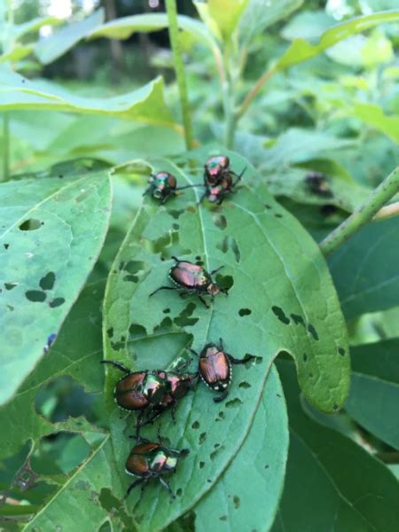 Japanese Beetles Eat Tree Leaves Hendrickson Tree Care Kansas City Mo