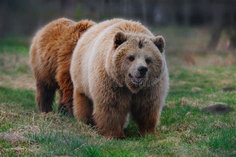 Brown Bear Ursus Arctos Stock Photo Image Of Mammals 14674480
