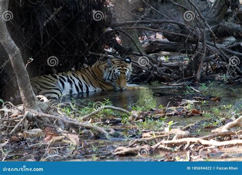 Royal Bengal Tiger In Jungle Stock Photography