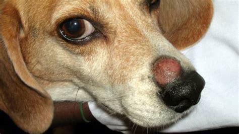 How To Tell If Your Dog Has Ringworm Pethelpful