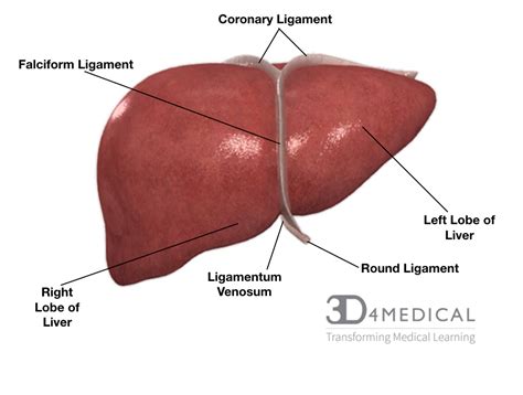 Diagram of liver this brief post displays diagram of liver. Diagram Of The Liver - exatin.info