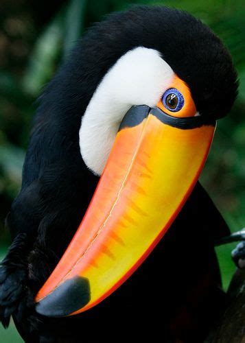 78 Images About Birds Of Paradise Parrots And Toucans On Pinterest