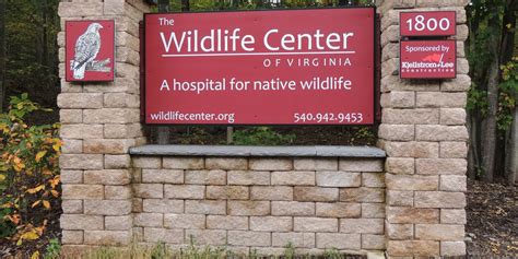 Wildlife Center Of Virginia Sees Record Breaking Year