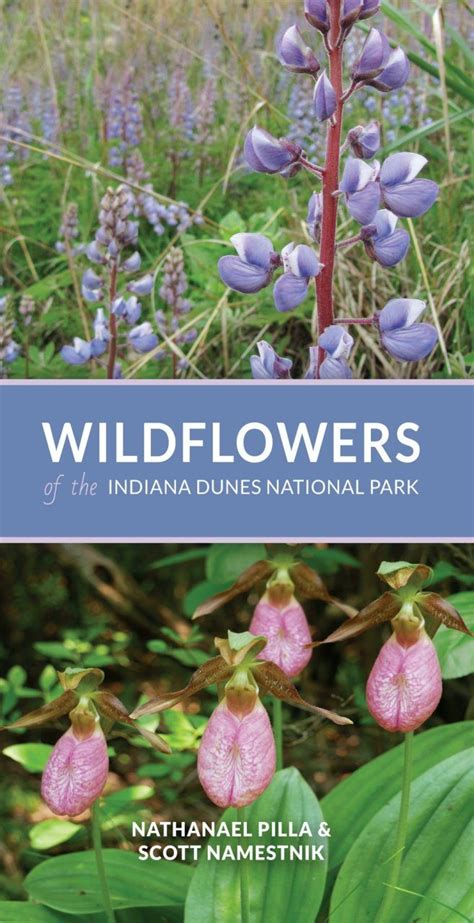 Wildflowers Of The Indiana Dunes National Park Nhbs Field Guides