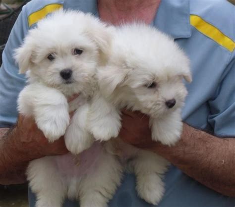 Coton De Tulear Puppies For Sale Rialto Ca 98320