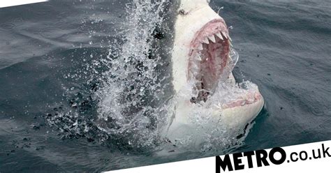 surfer fights off great white shark by punching and telling it to f