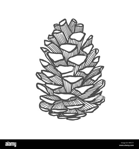 Hand Drawn Pine Cone Vintage Vector Illustration Stock Vector Image