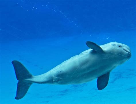 Newborn Beluga Whale Dies At Seaworld Orlando The Star