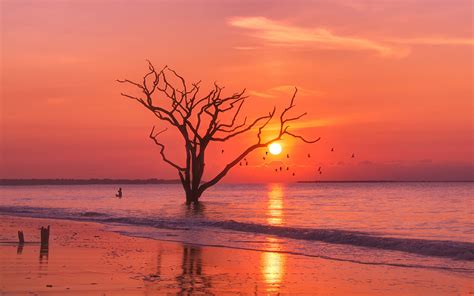 Birds Ocean Sunset Tree Hd Nature 4k Wallpapers Images Backgrounds
