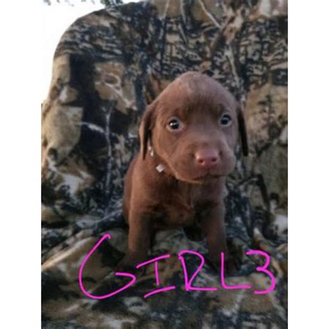 Or email silverbrooklabs@gmail.com its $500 to reserve with us. AKC registred Chocolate/Silver Lab puppies in Lubbock, Texas - Puppies for Sale Near Me