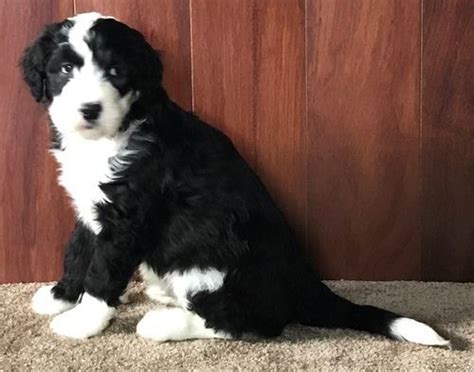 The cavachon dog is not a pure breed. Old English Sheepdog Puppies For Sale | Houston, TX #258286