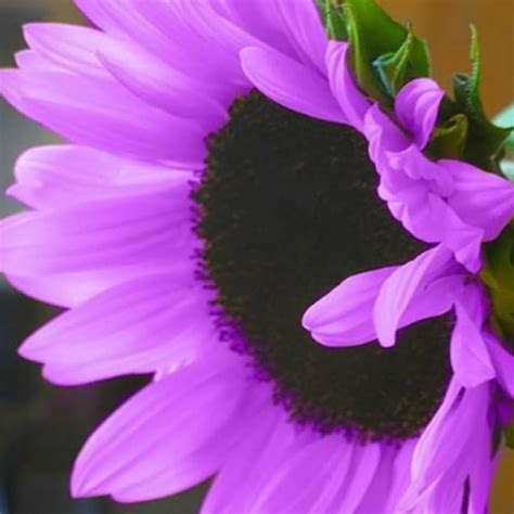 Verlike 100pcs Rare Beautiful Purple Sunflower Seeds For Planting