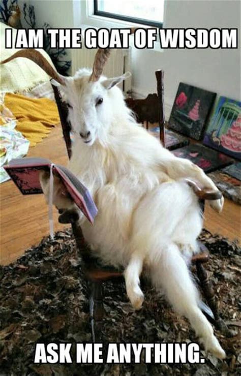Your daily dose of fun! Goat Of Wisdom | Funny goat pictures, Funny goat memes ...