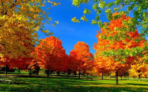 Autumn Trees In The Park Hd Wallpaper Download