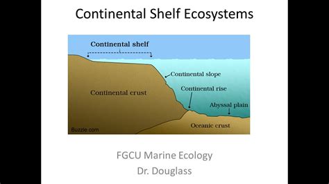 Marine Ecology Lecture Continental Shelf Ecosystems Youtube