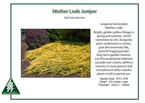 Juniperus Horizontalis ‘mother Lode Iseli Nursery