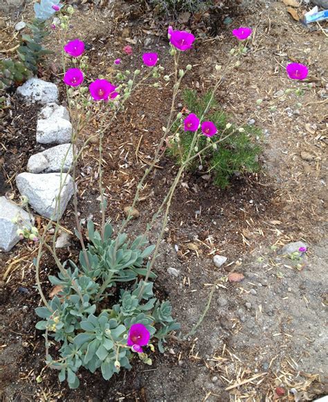 736 x 736 jpeg 115 кб. Aprille's SoCal Gardening : The Succulent With Poppy Flowers