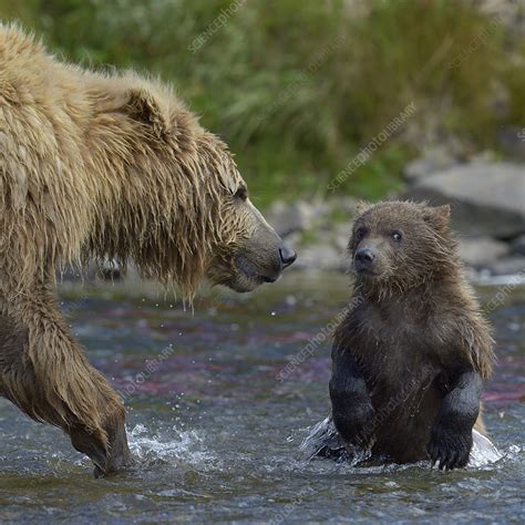 grizzly bear mother and cub in river stock image c042 8196 science photo library