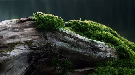 Nature Moss Log Wallpapers Hd Desktop And Mobile Backgrounds