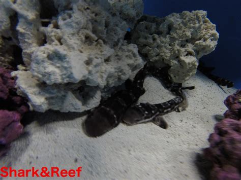 Marbled Cat Shark Atelomycterus Macleayi Shark And Reef
