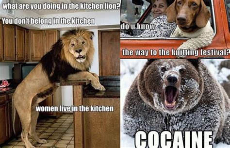 Gallery: 10 Hilarious Animal Memes | Complex
