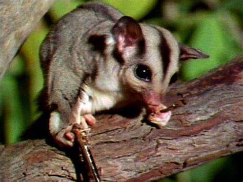 This lesson will teach you about sugar gliders, how they move from tree to tree without flying and some other cool facts about these animals. Videos for Kids -- National Geographic Kids