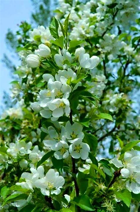 Flowering Crabapple Tree No Fruit Why Is My Crab Apple Tree Mutating