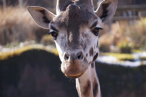 Giraffe Zoo Mammal Free Photo On Pixabay Pixabay
