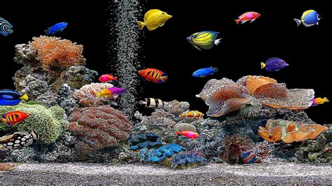 Aquarium 4k Wallpaper Quadguide