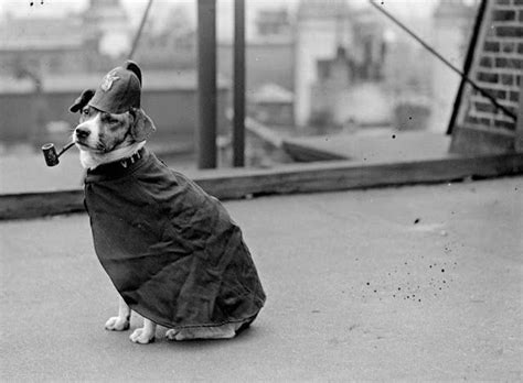27 Outrageous Vintage Photographs Of Dogs Smoking Pipes ~ Vintage Everyday