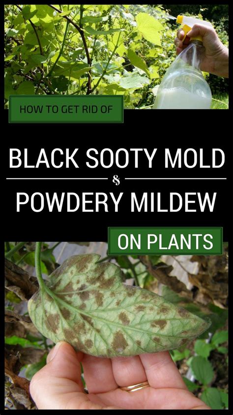 Spray late in the day so the soap remains moist for as long as possible. How To Get Rid Of Black Sooty Mold And Powdery Mildew On ...