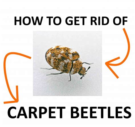 8 Images How To Get Rid Of Carpet Beetles Permanently And Description