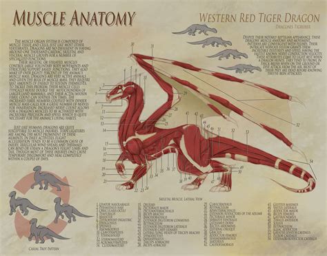gif drawing art design animation Anatomy dragon reference dragons