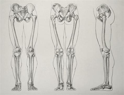 Bone Drawing Drawing Legs Human Anatomy Drawing Male Figure Drawing Figure Drawing Reference