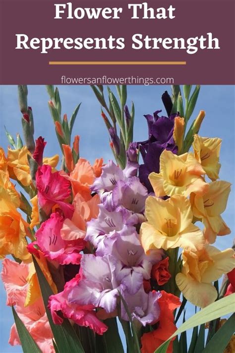 In latin, the word iris originally referred to a prismatic type of rock crystal. Flower That Represents Strength | Flowersandflowerthings