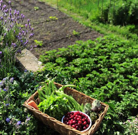 Companion Planting Methods and How They Work | ADAK Software