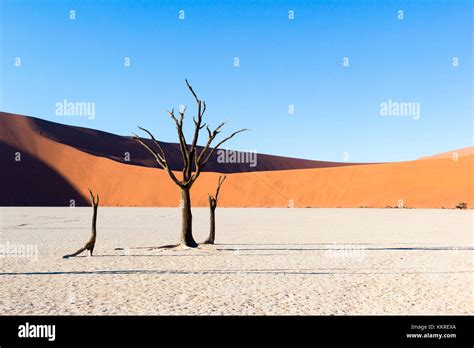 Dead Vlei Dead Acacia Trees In The Namib Desert At Sunrise Namibia
