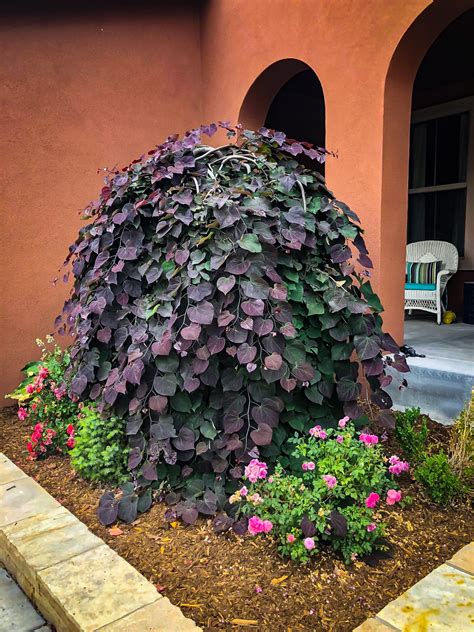 Ruby Falls Weeping Redbud Trees For Sale The Tree Center™