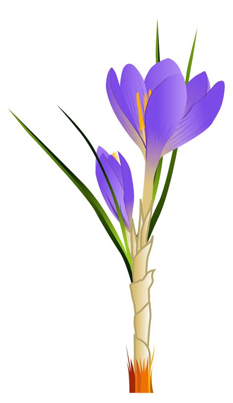 Free Crocus Cliparts Download Free Crocus Cliparts Png Images Free
