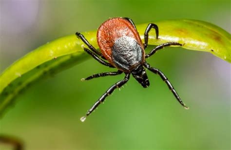 Ticks And Lyme Disease In Pets Wellington Vet Hospital Markham On