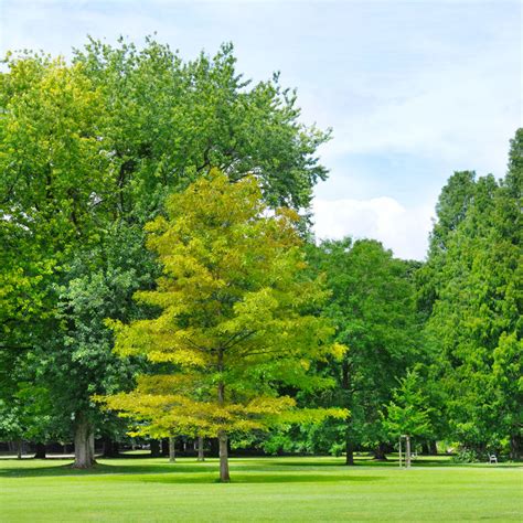 Maybe you would like to learn more about one of these? Tree Care in Dallas-Fort Worth, TX