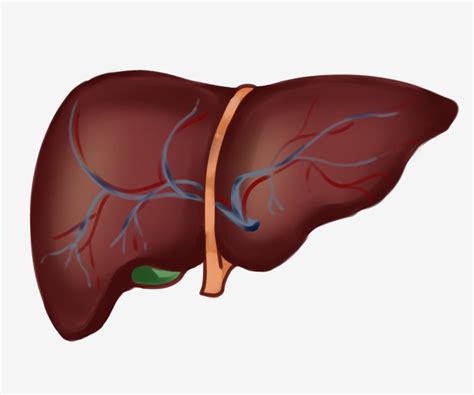 Human Liver Clipart Hd Png Human Organ Liver Decoration Illustration